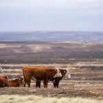 Ted Cruz and Ronny Jackson push legislation to help ranchers who lost livestock in Panhandle wildfires