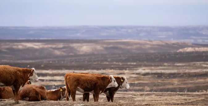 Hereford cattle graze on hay as land burned by the Smokehouse Creek Fire surrounds them on Thursday, Feb 29, 2024, in Roberts County, Texas. (Sam Craft/Texas A&M AgriLife Marketing and Communications)