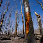 Wildfires ravage cattle country, threatening Texas’ agriculture economy