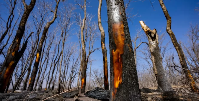 Burned and stripped tress can be seen as part of the damage caused by the Smokehouse Creek Fire Saturday, Mar 02, 2024, in Roberts County, Texas. (Sam Craft/Texas A&M AgriLife Marketing and Communications)